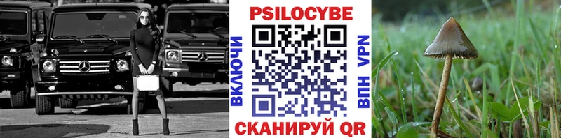 наркота  Сясьстрой  Псилоцибиновые грибы мицелий 